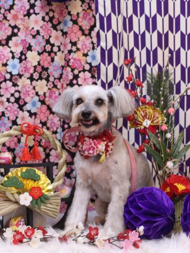 20250116ここちゃん